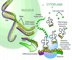 Protein synthesis and the lean, mean ribosome machines 